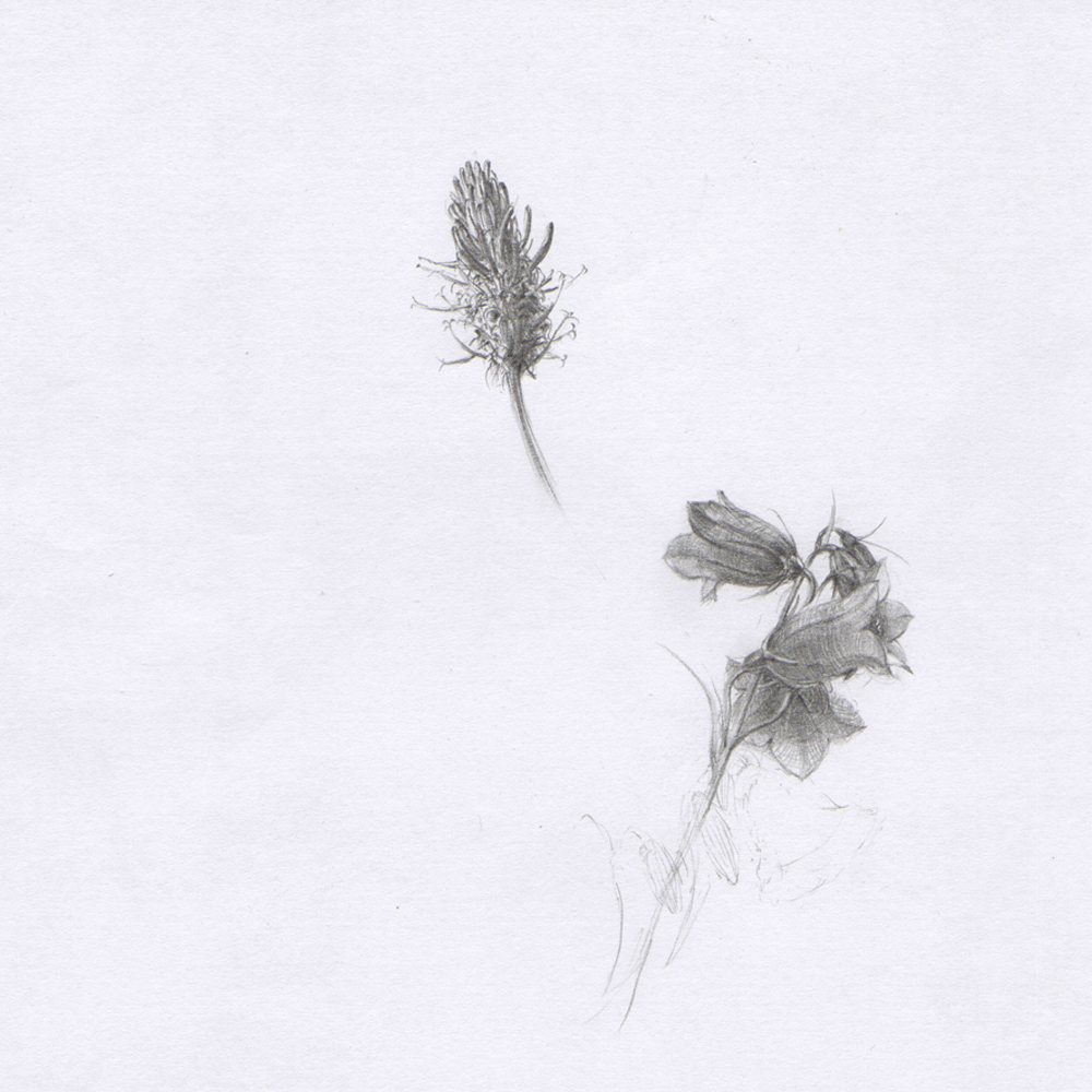 Feldglockenblume (Zeichnung)
